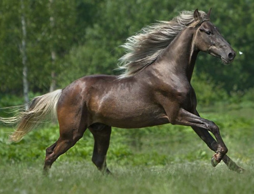 Порода лошадей тавдинская