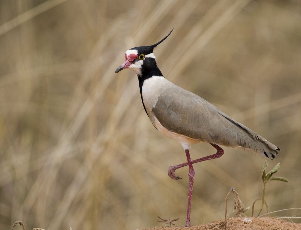 Vanellus Tectus
