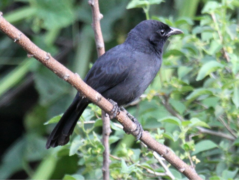 Laniarius Funebris