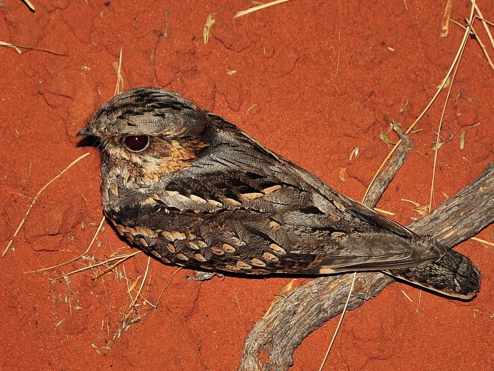Caprimulgus fossii