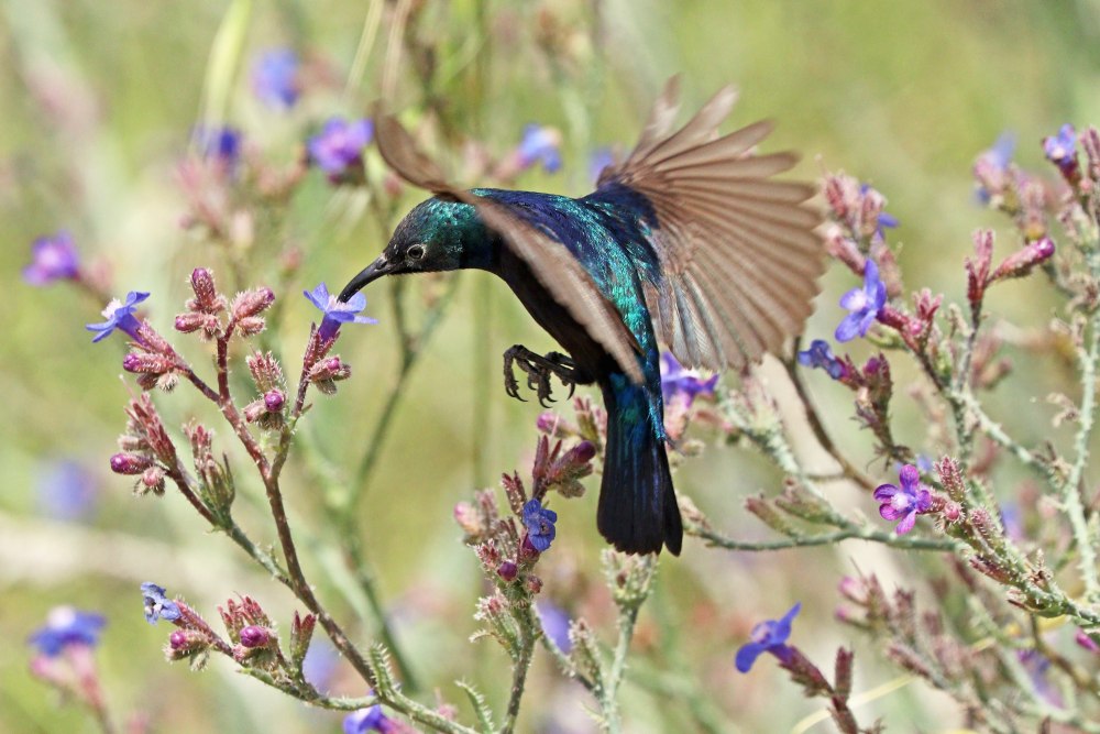 Palestine Sunbird