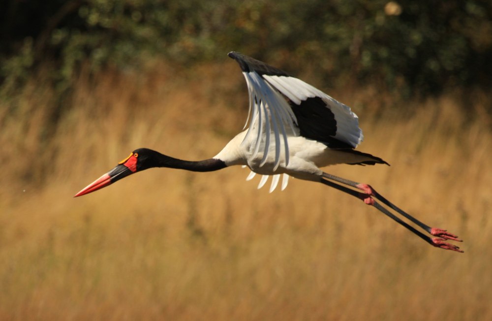 Ephippiorhynchus senegalensis