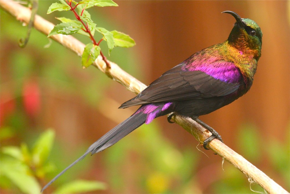 Nectarinia purpureiventris