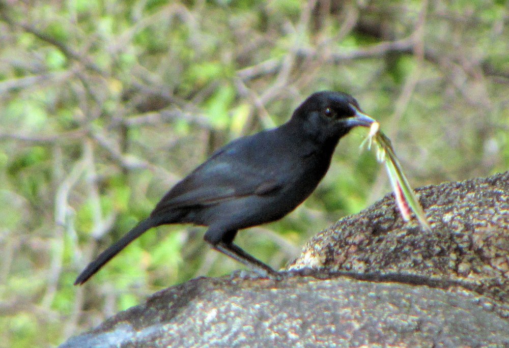 Laniarius Funebris