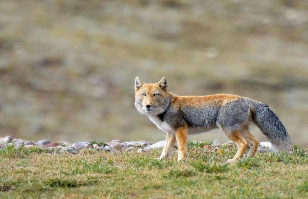 Тибетская лисица Vulpes ferrilata