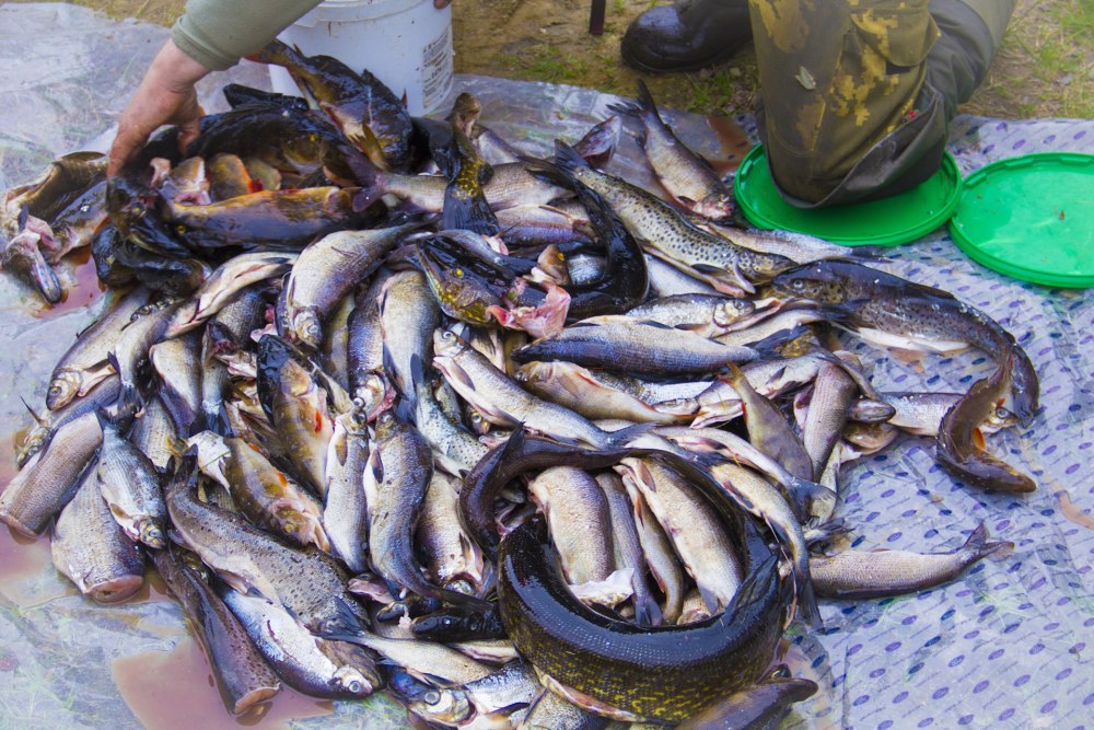 Рыбы мурманской области