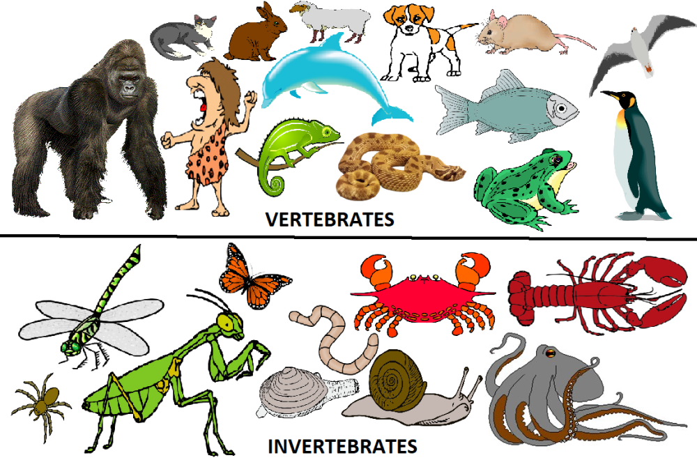 Животные vertebrates