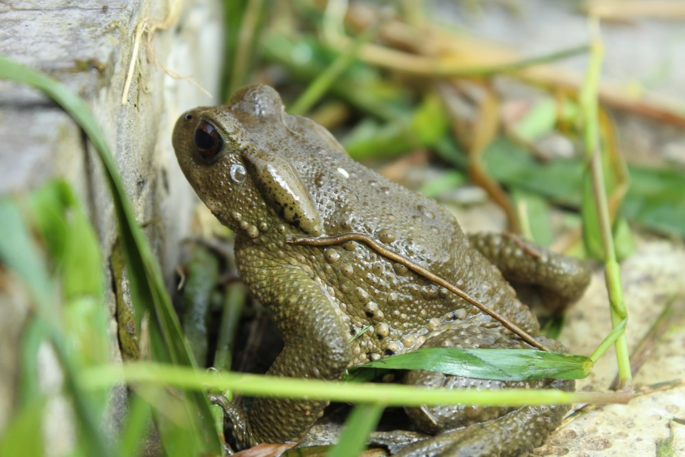 Лягушка Rana sylvatica