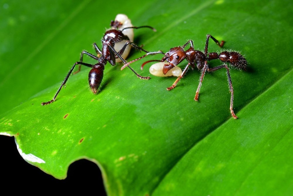 Виды муравьев грузии