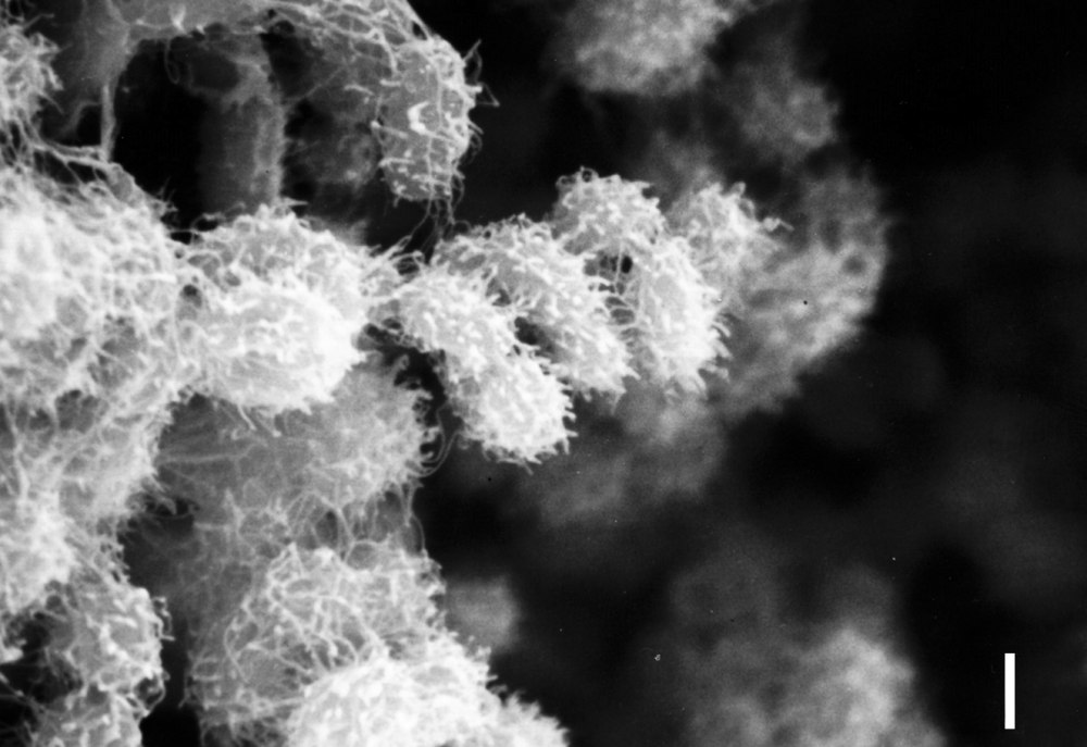 Streptomyces griseus