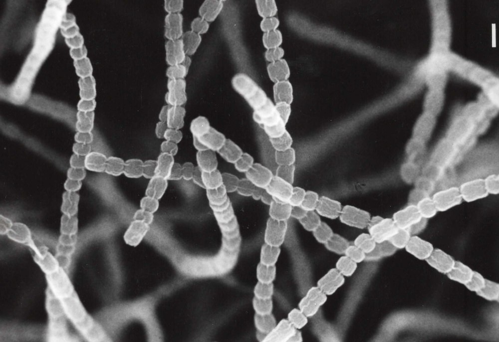 Streptomyces griseus
