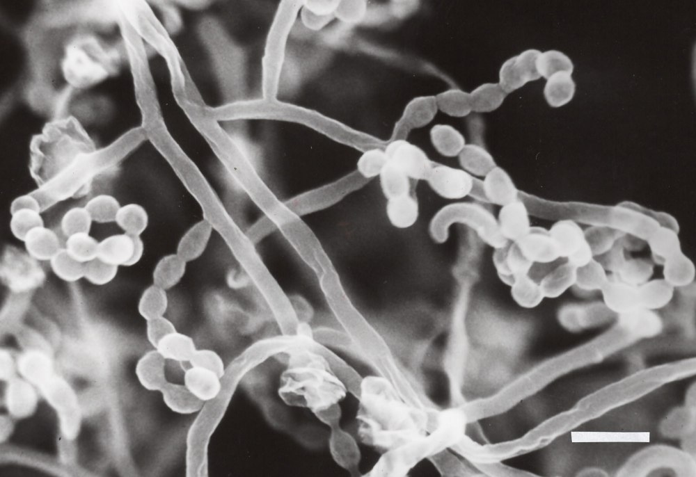 Актиномицеты Streptomyces