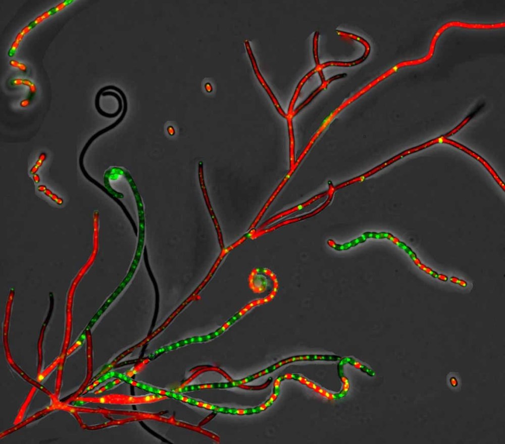 Streptomyces coelicolor