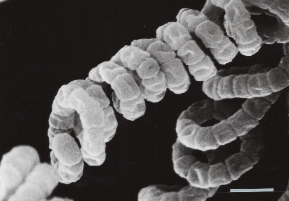 Streptomyces avermitilis