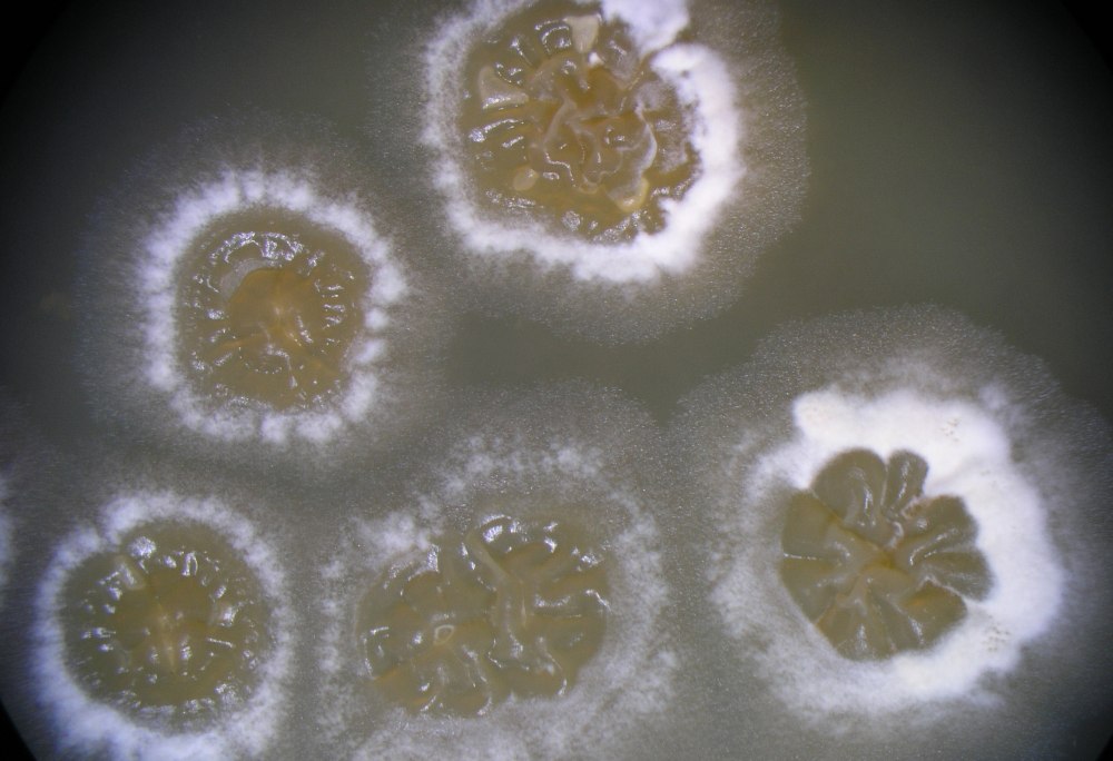 Streptomyces fradiae