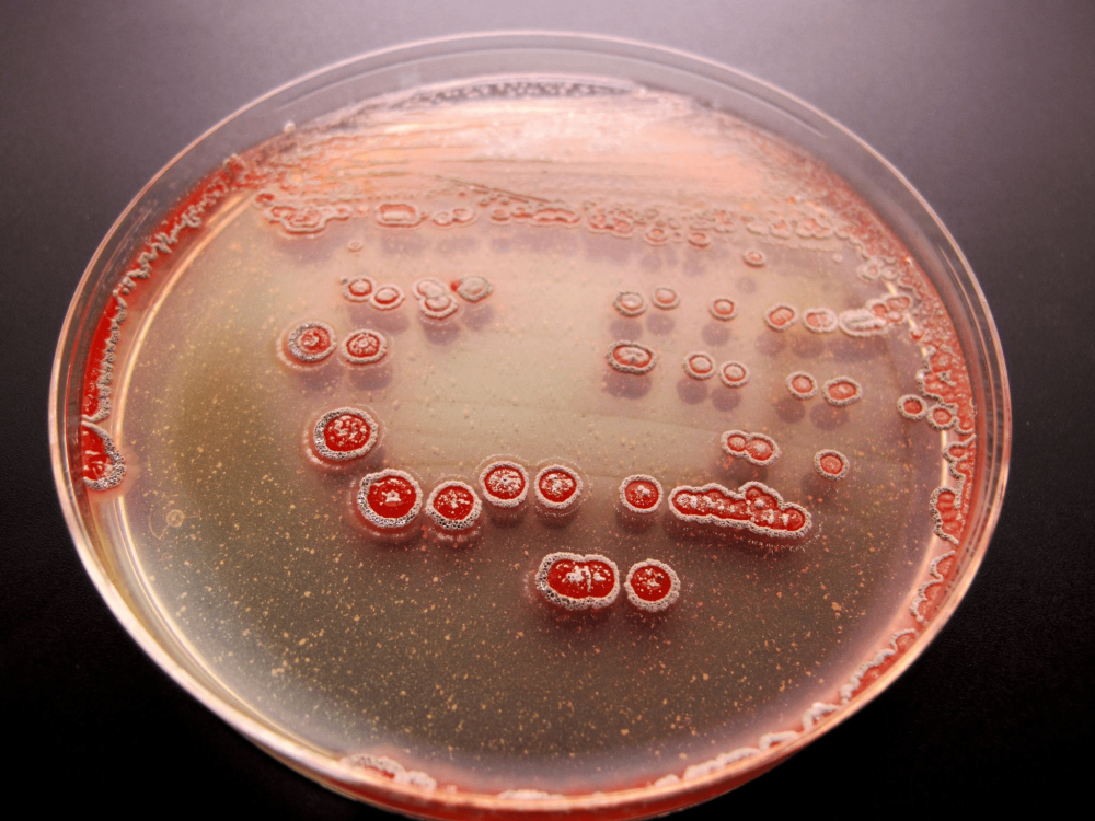 Актиномицеты Streptomyces