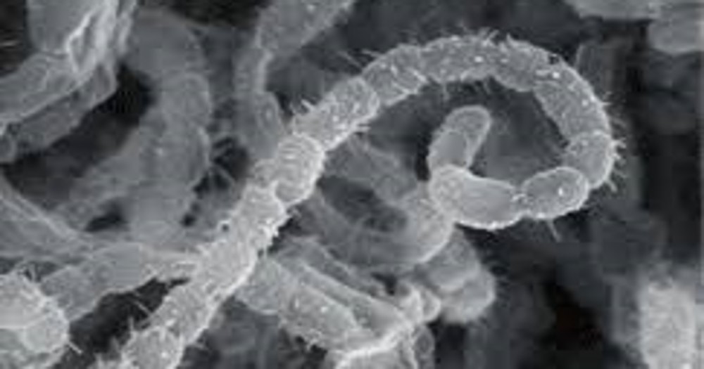 Streptomyces griseus под микроскопом