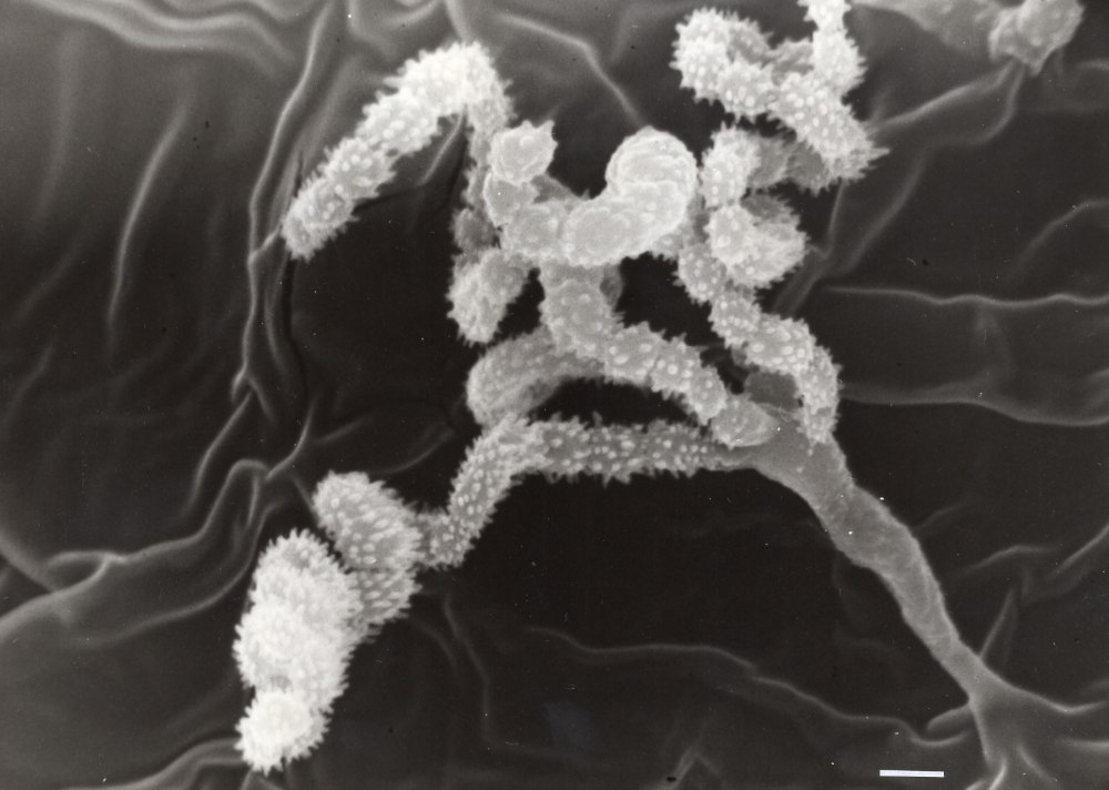 Актиномицеты Streptomyces