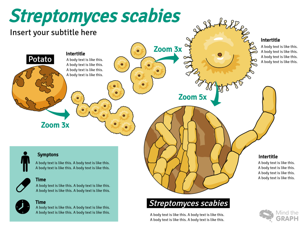Streptomyces Scabies жизненный цикл