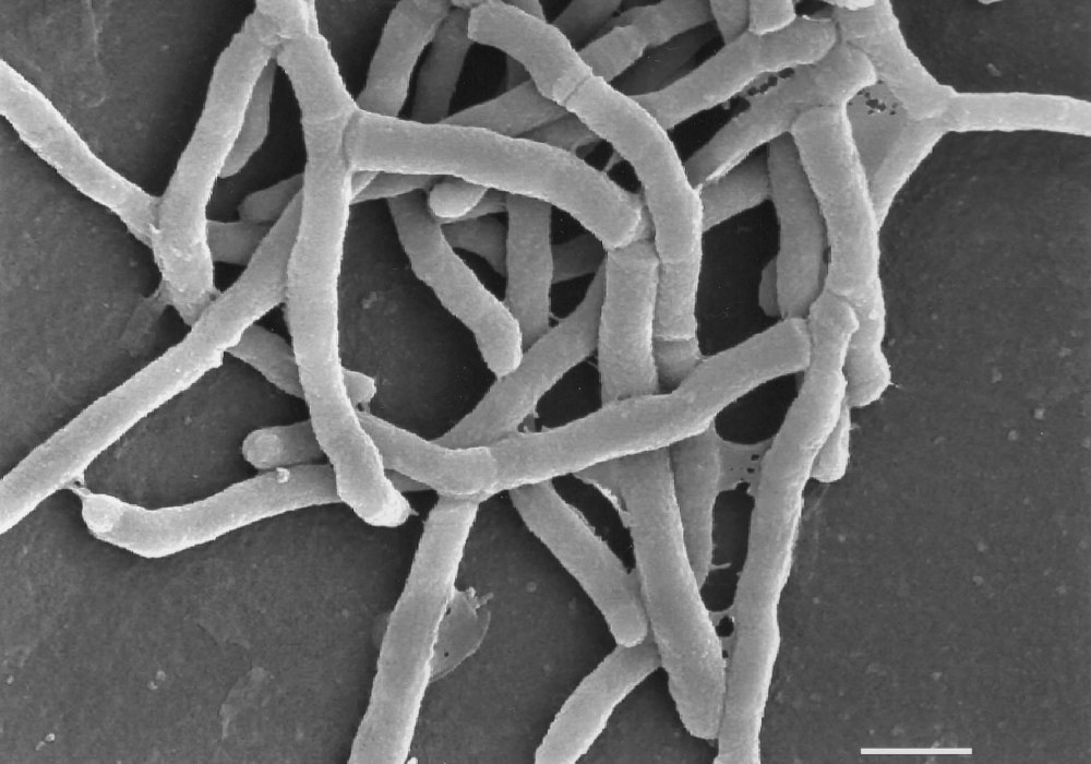 Actinomyces israelii