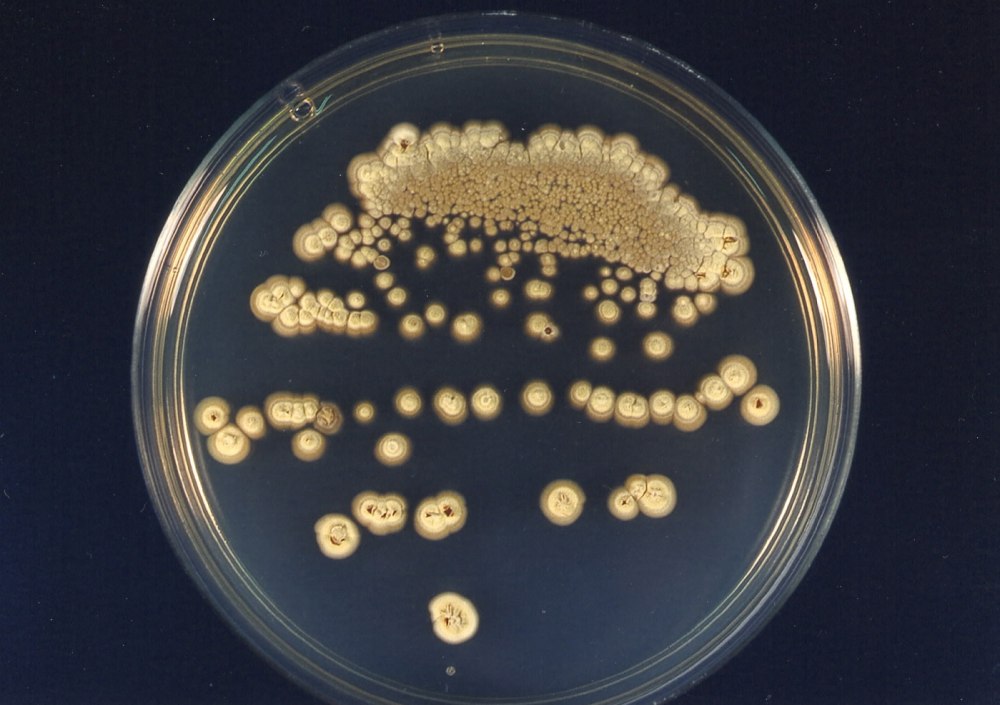 Актиномицеты Streptomyces