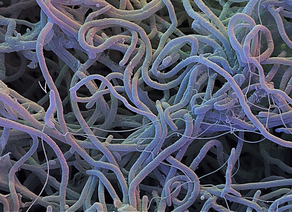 Streptomyces hygroscopicus