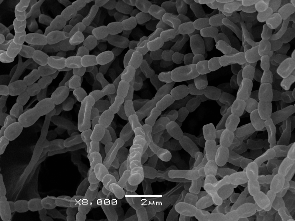 Streptomyces chrysomallus