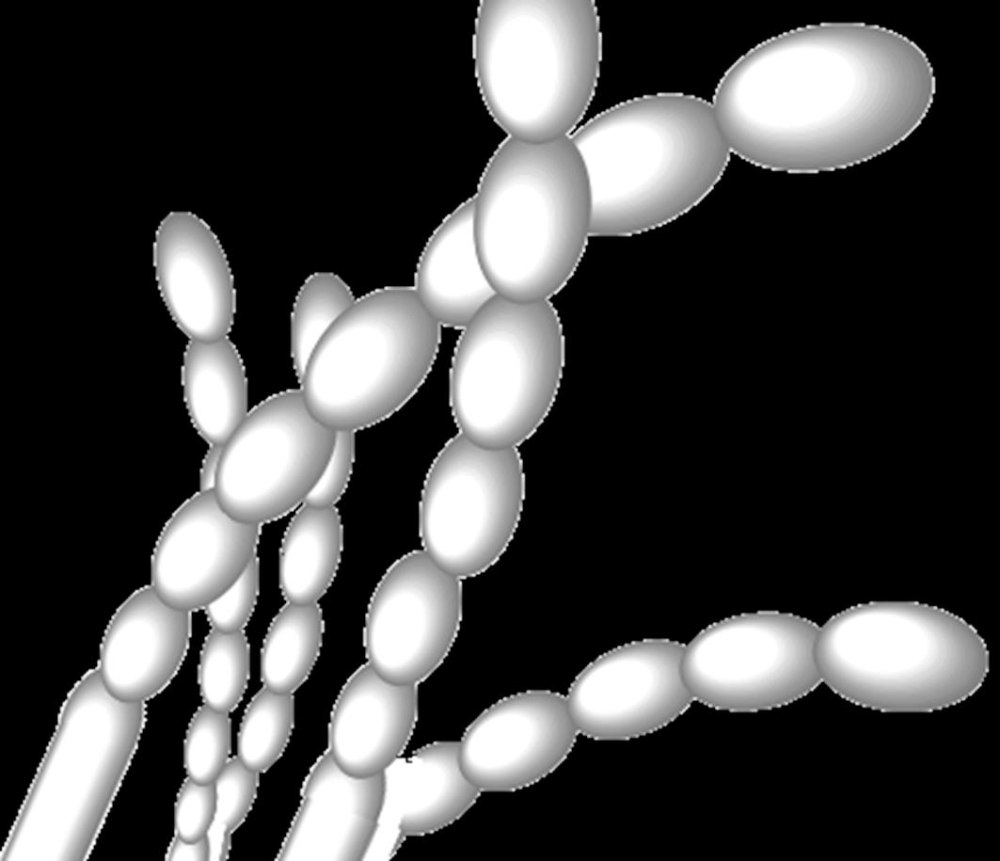 Streptomyces griseus