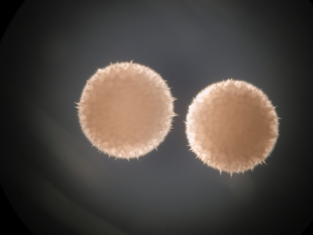 Streptomyces hygroscopicus