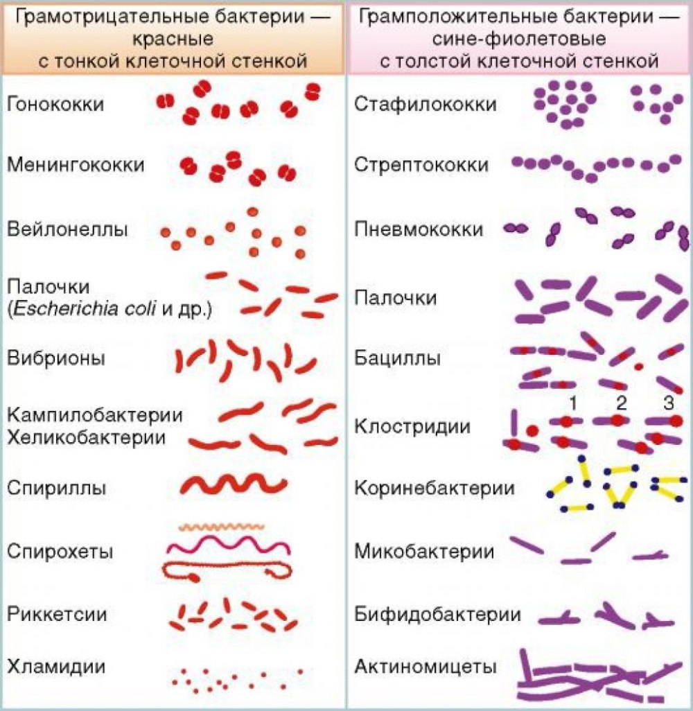 Форма бактерий кокки палочки извитые