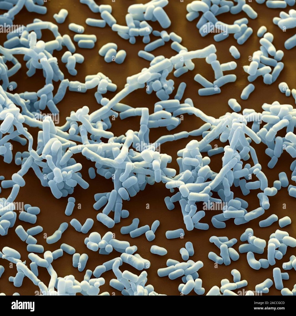 Бактерия Streptomyces