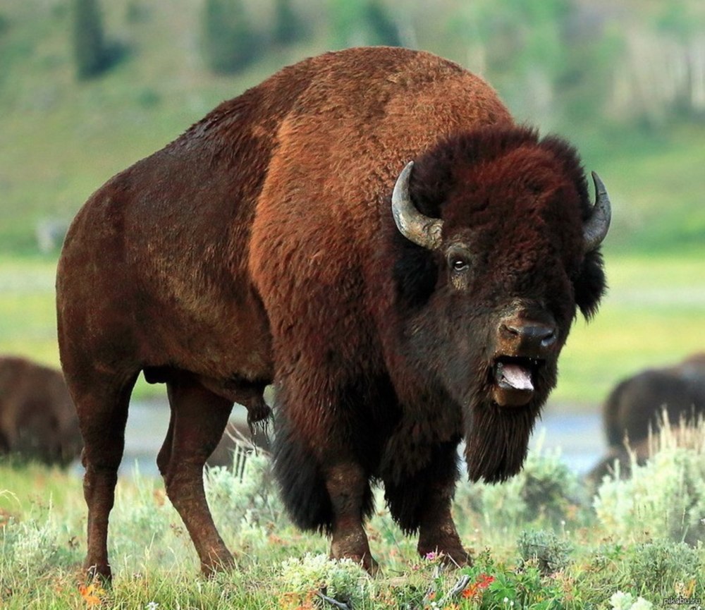 ЗУБР Bison bonasus