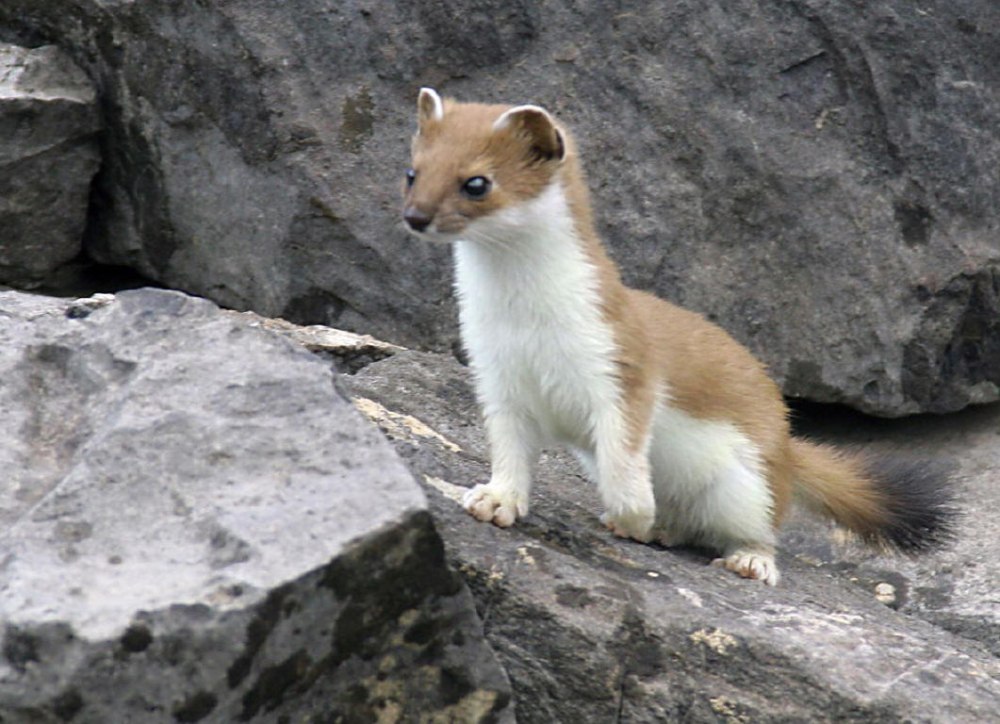 Королевский горностай