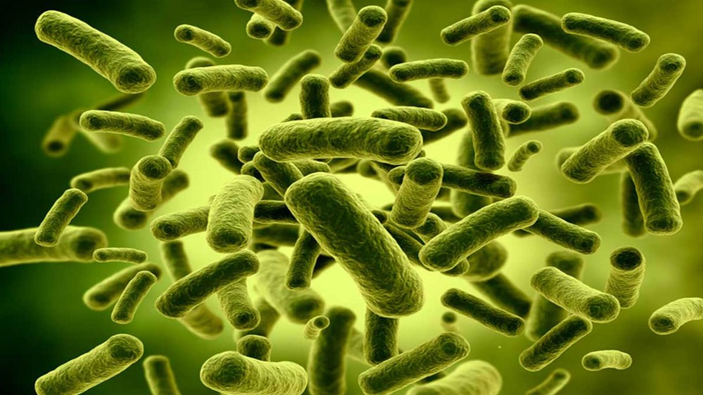 Бактерии лактобациллы