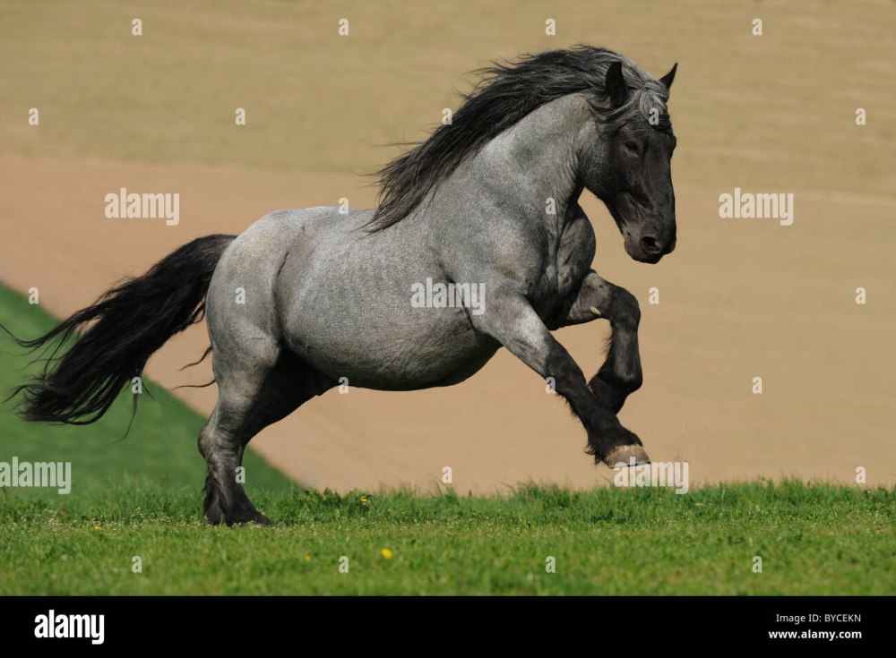 Noriker Horse