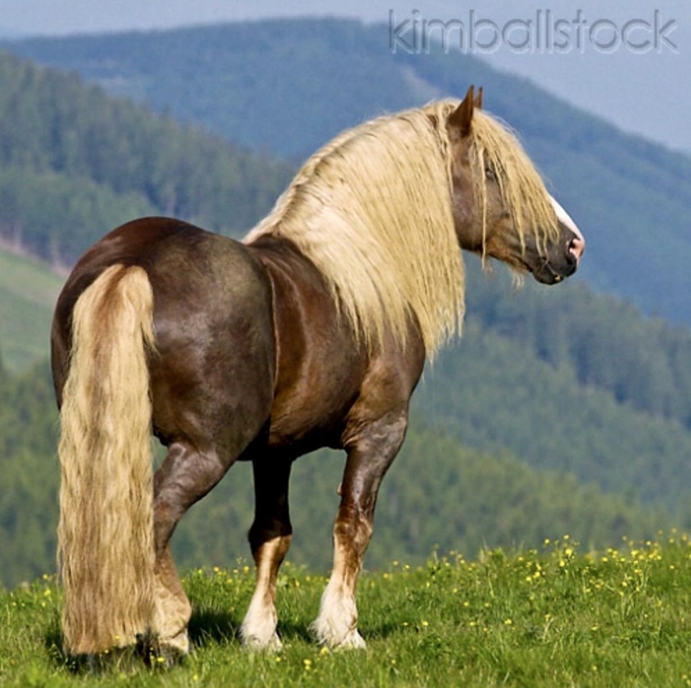 Noriker Stallion