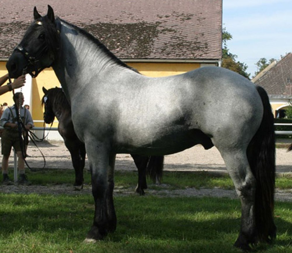 Норикер порода лошадей Blue Roan