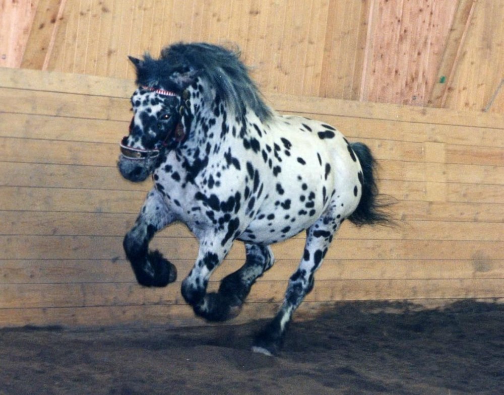 Пинцгауская лошадь