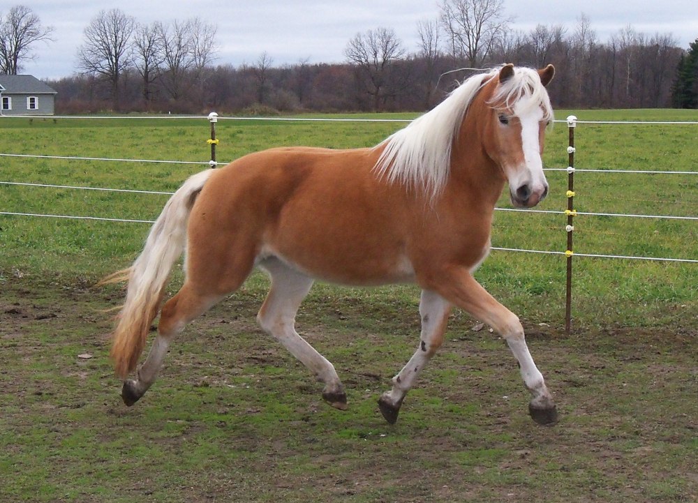 Хафлингер гнедой