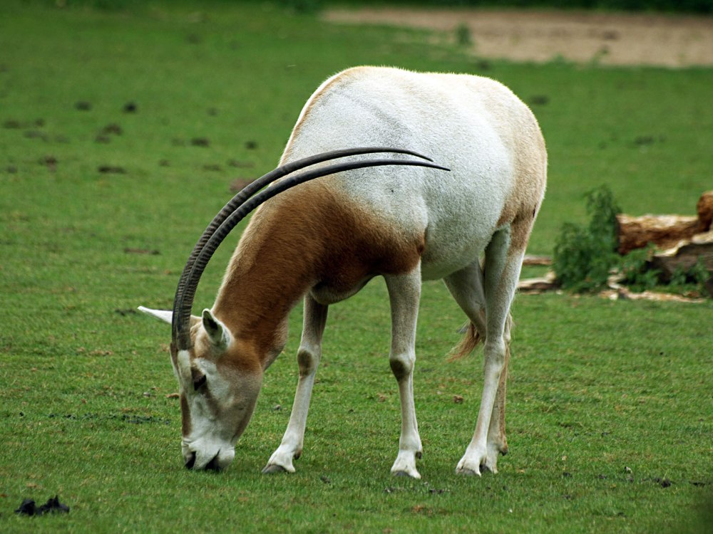 Scimitar-Horned Oryx