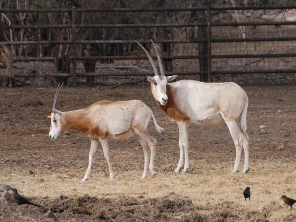 Oryx dammah