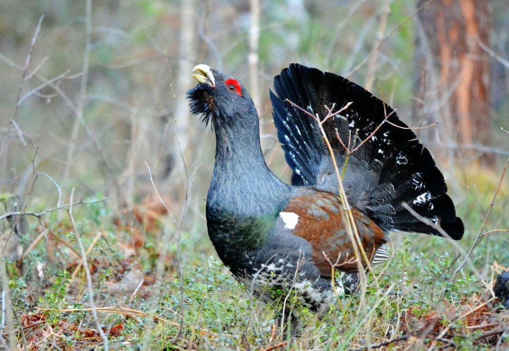 Каменный Глухарь (Tetrao parvirostris)