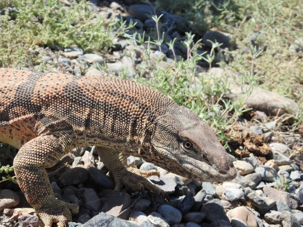Varanus griseus – серый Варан