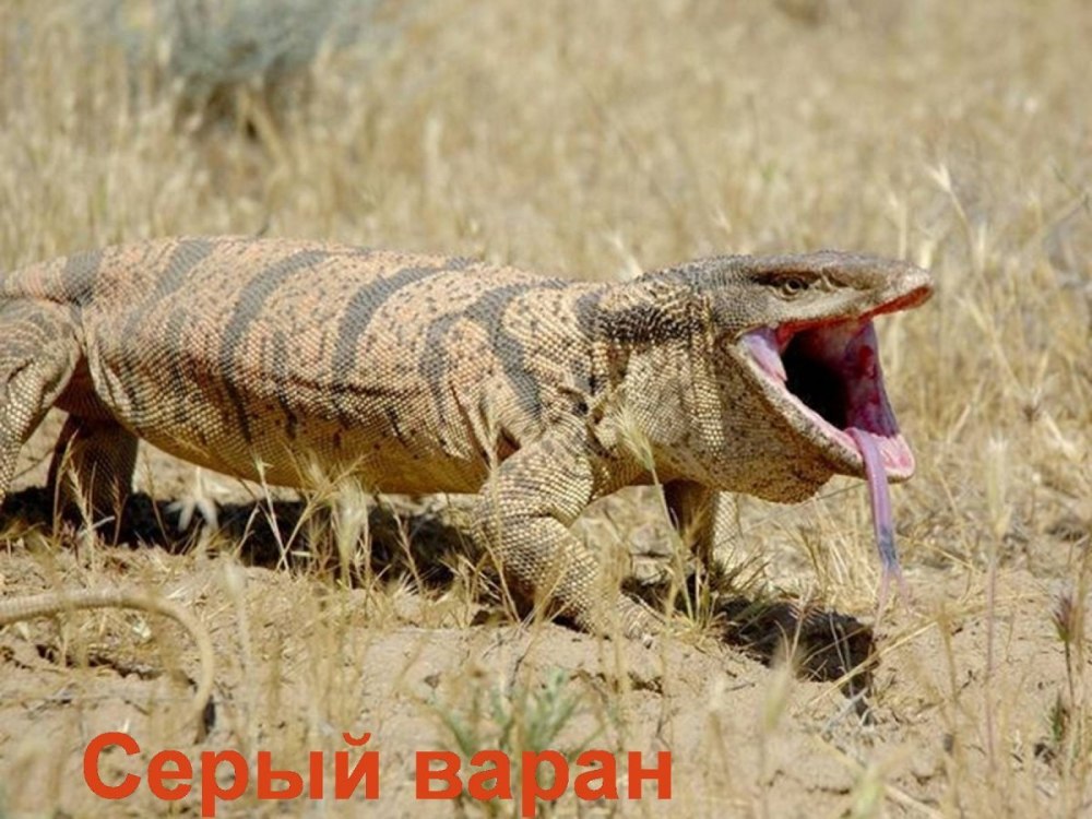 Туркменский Варан