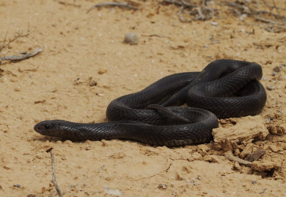Naja sumatrana