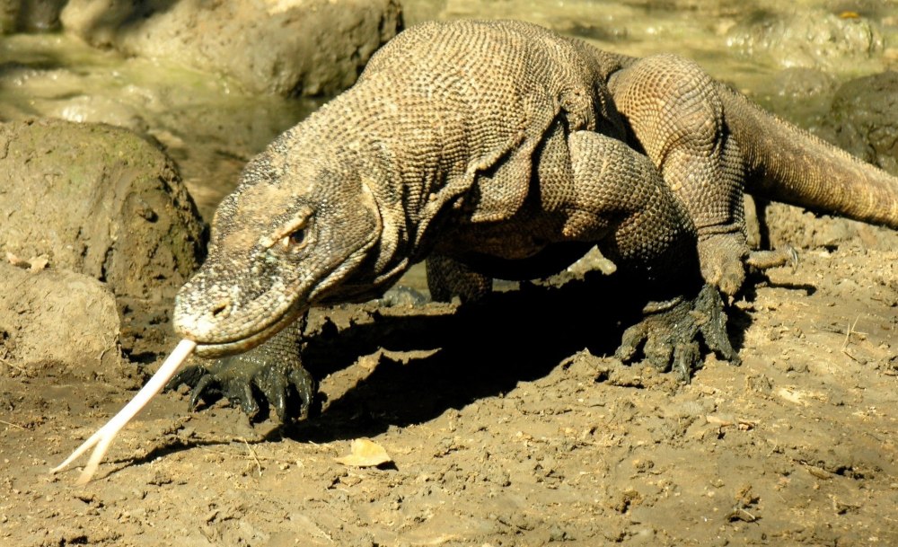 Варан Каракумский