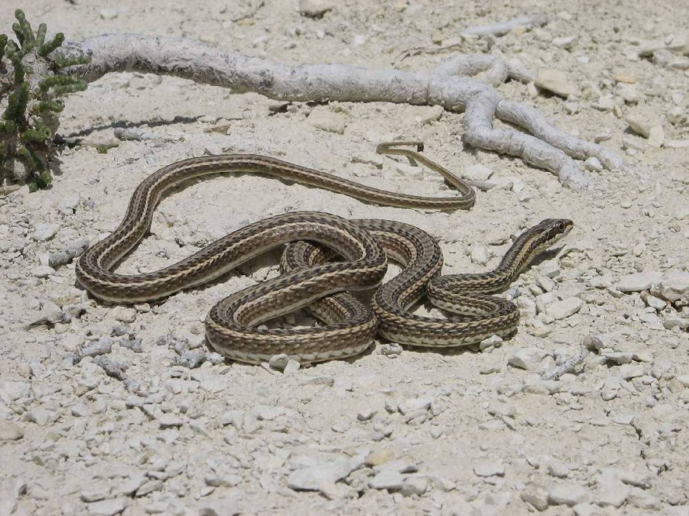 Стрела-змея (Psammophis lineolatus)