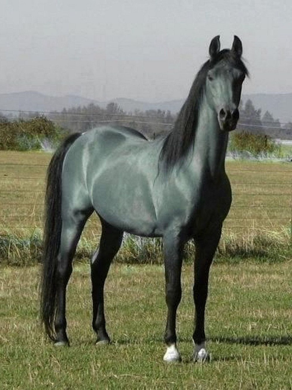 Blue Roan Horse
