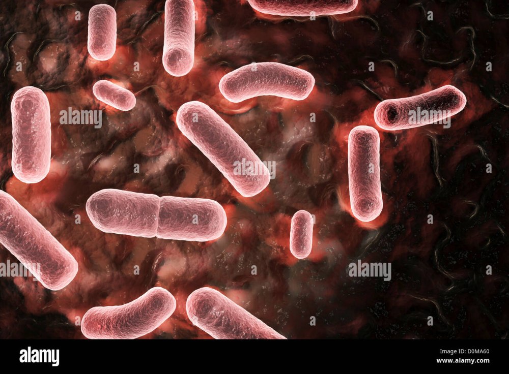 Чума возбудитель (Yersinia pestis)