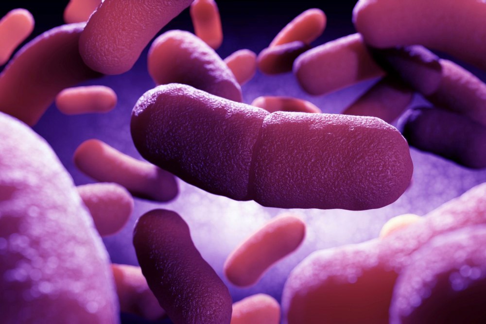 Yersinia pestis чумная палочка